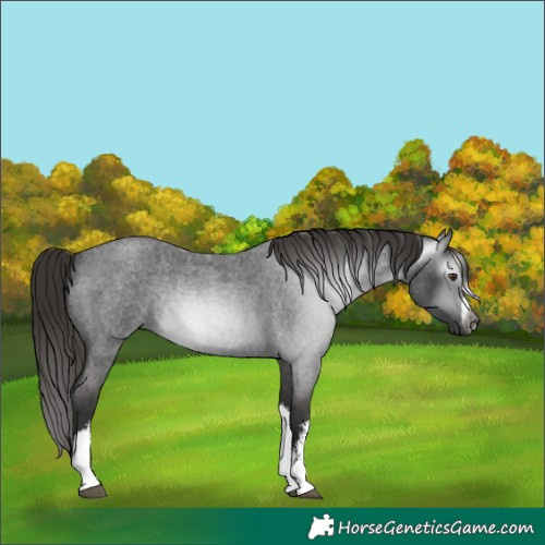 Horse Color:Gray White Spotted Liver Red Roan Rabicano 