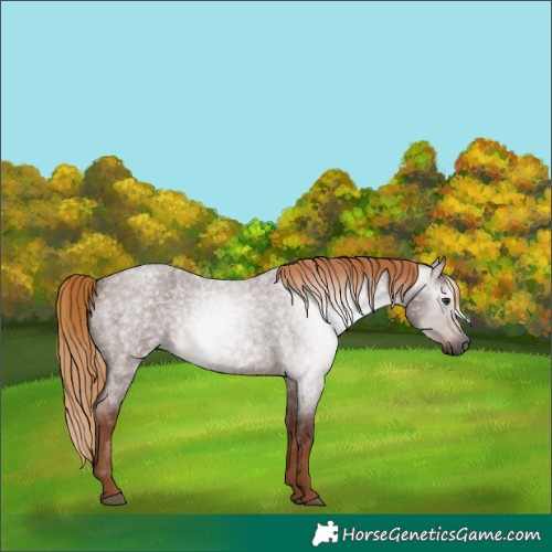 Horse Color:Gray Red Roan Rabicano 
