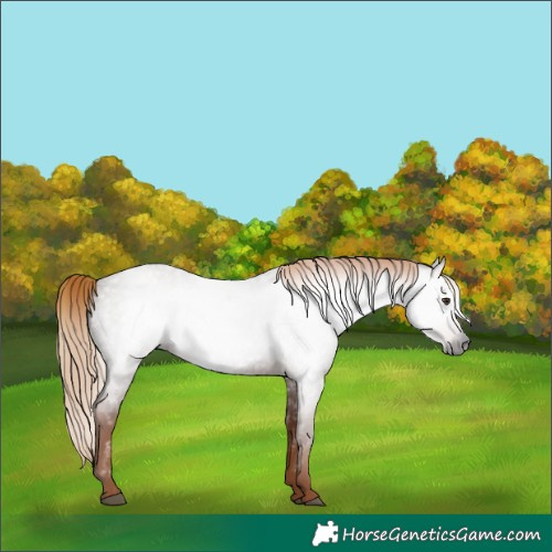 Horse Color:Gray Red Roan Rabicano 