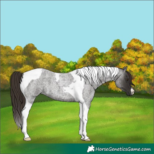Horse Color:Liver Red Roan Tobiano