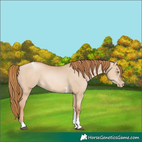 Horse Color:Red Dun Pearl Tobiano