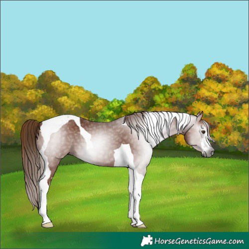 Horse Color:Gray White Spotted Chestnut Tobiano 