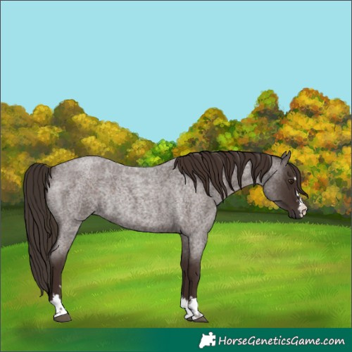 Horse Color:Liver Red Roan Rabicano 