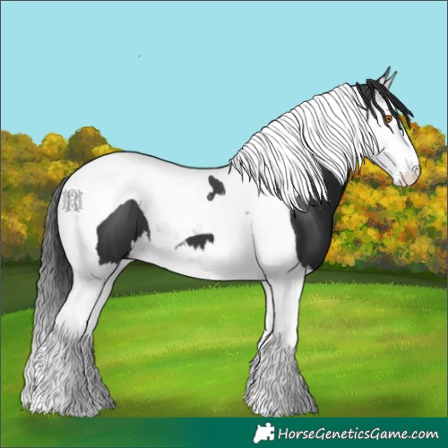 Horse Color:Black Splash Tobiano