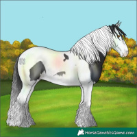 Horse Color:Black Splash Tobiano