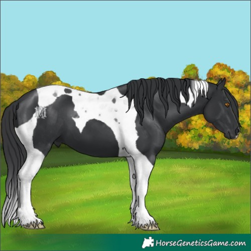 Horse Color:Black Tobiano