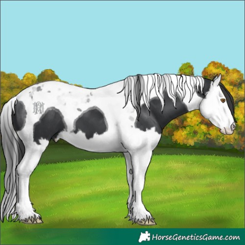 Horse Color:Black Splash Tobiano 