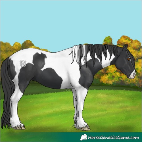 Horse Color:Black Tobiano