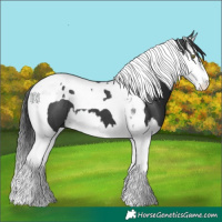 Horse Color:Black Splash Tobiano