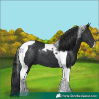 Horse Color:Black Tobiano 
