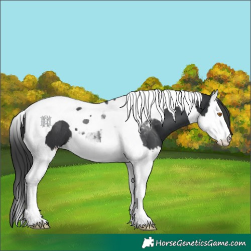 Horse Color:Black Splash Tobiano 