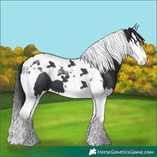 Horse Color:Black Splash Tobiano