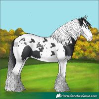 Horse Color:Black Splash Tobiano