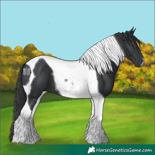 Horse Color:Black Tobiano 