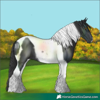 Horse Color:Black Tobiano