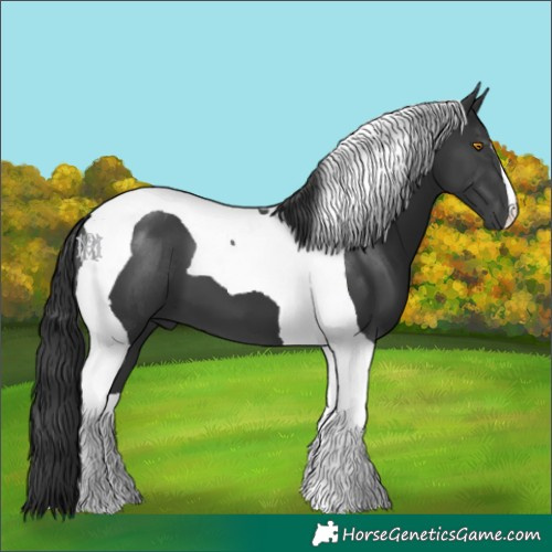 Horse Color:Black Tobiano 