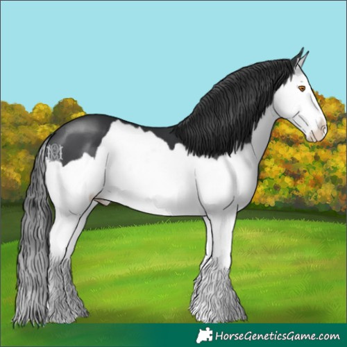 Horse Color:Black Splash 
