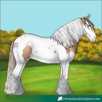 Horse Color:Black Pearl Splash Tobiano 