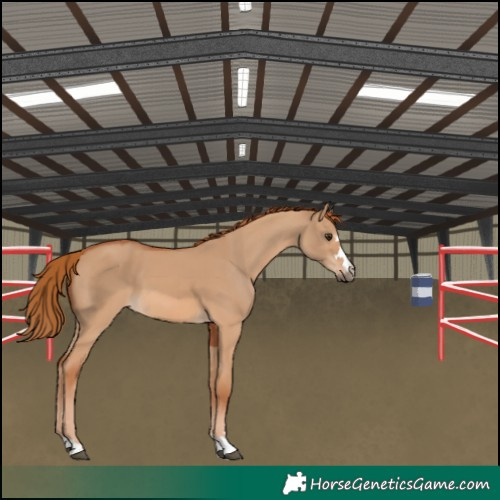 Horse Color:Red Dun 