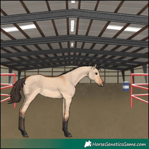 Horse Color:Bay Dun Rabicano 