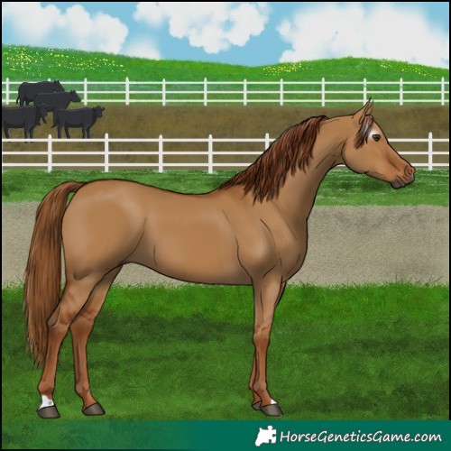 Horse Color:Gray Red Dun 