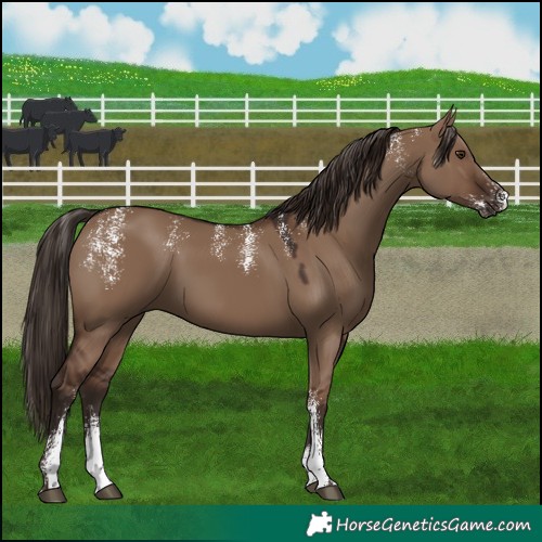 Horse Color:Powder White Liver Red Dun 