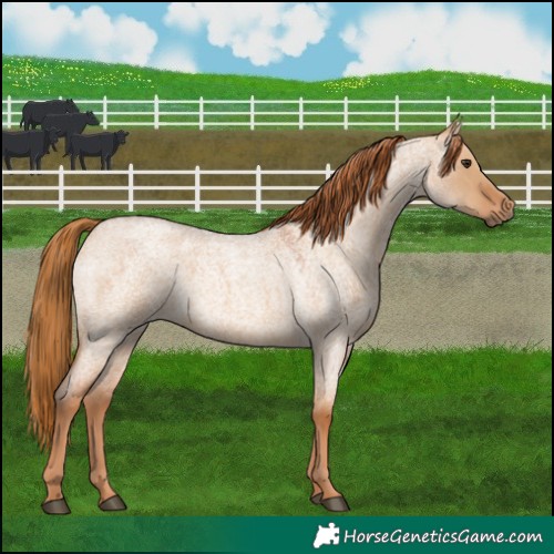 Horse Color:Red Dun Roan 