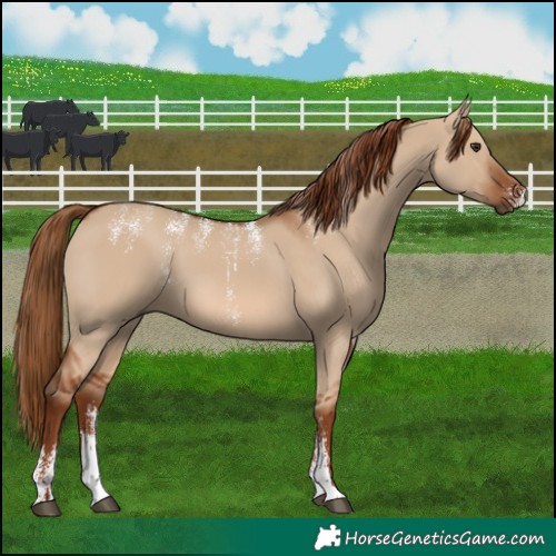 Horse Color:Powder White Red Dun 