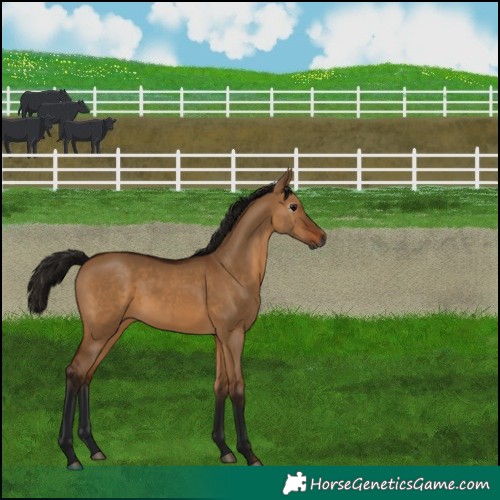 Horse Color:Gray Bay Dun 