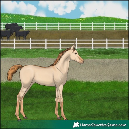 Horse Color:Red Dun 