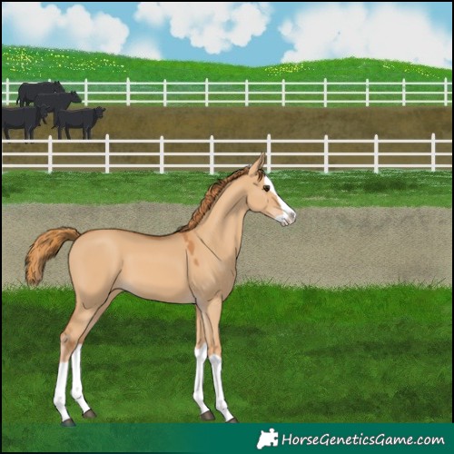 Horse Color:Red Dun Splash 