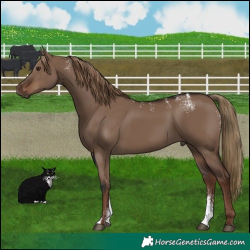 Horse Color:Powder White Liver Red Dun 