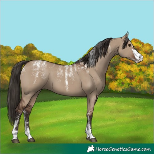Horse Color:Powder White Liver Red Dun 