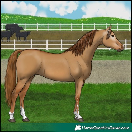 Horse Color:Gray Red Dun 