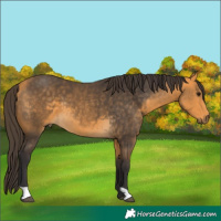 Horse Color:Buckskin 