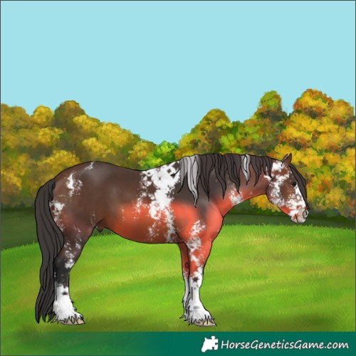 Horse Color:Brown Sabino 