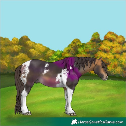Horse Color:Buckskin Tobiano 