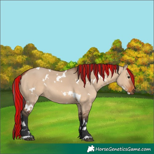 Horse Color:Painted White Spotted Bay Dun