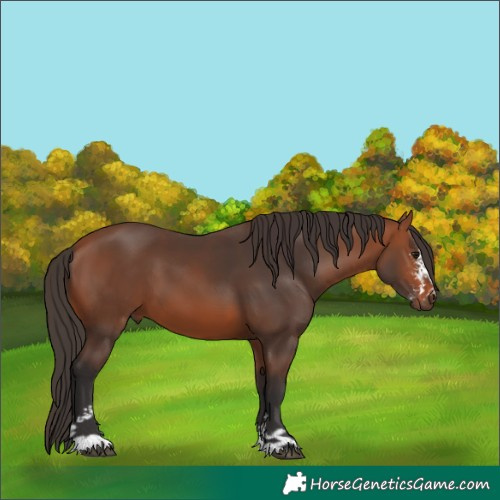 Horse Color:Bay Sabino 