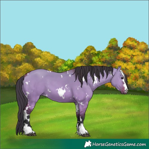 Horse Color:White Spotted Bay Dun 