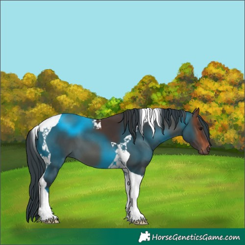 Horse Color:Brown Tobiano 
