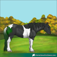 Horse Color:Black Tobiano 
