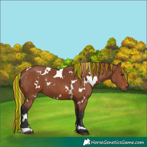 Horse Color:Painted White Spotted Bay 