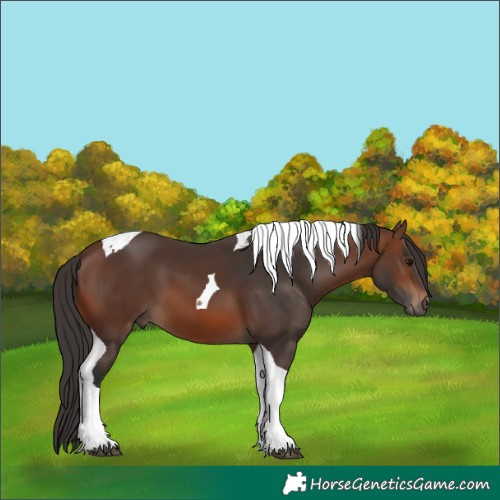 Horse Color:Brown Tobiano 