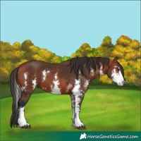 Horse Color:Bay Sabino 