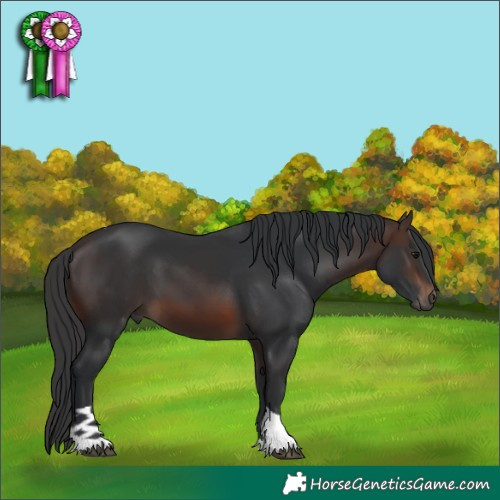 Horse Color:Brown Tobiano 