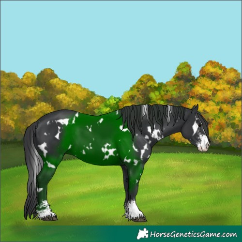 Horse Color:White Spotted Black Sabino 