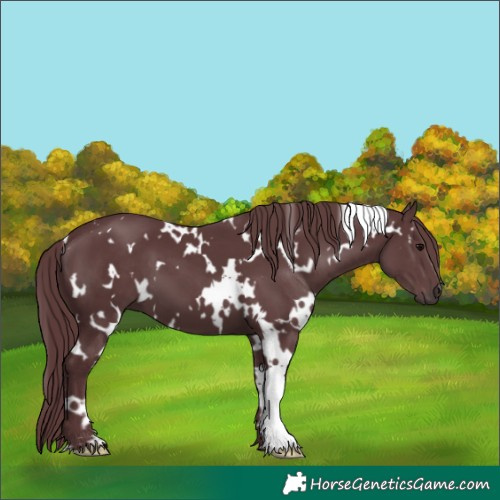 Horse Color:White Spotted Chocolate Black 