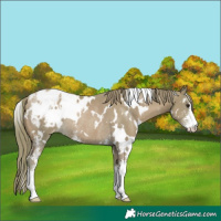 Horse Color:Watercolor White Spotted Black Pearl Sabino Appaloosa Rabicano