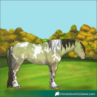 Horse Color:White Spotted Amber Champagne Dun